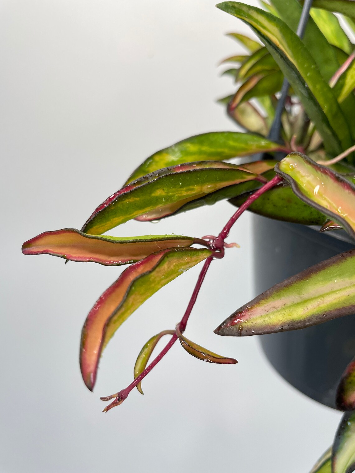 Hoya Wayetii Variegated Tricolor rare 12cm hanging pot Etsy