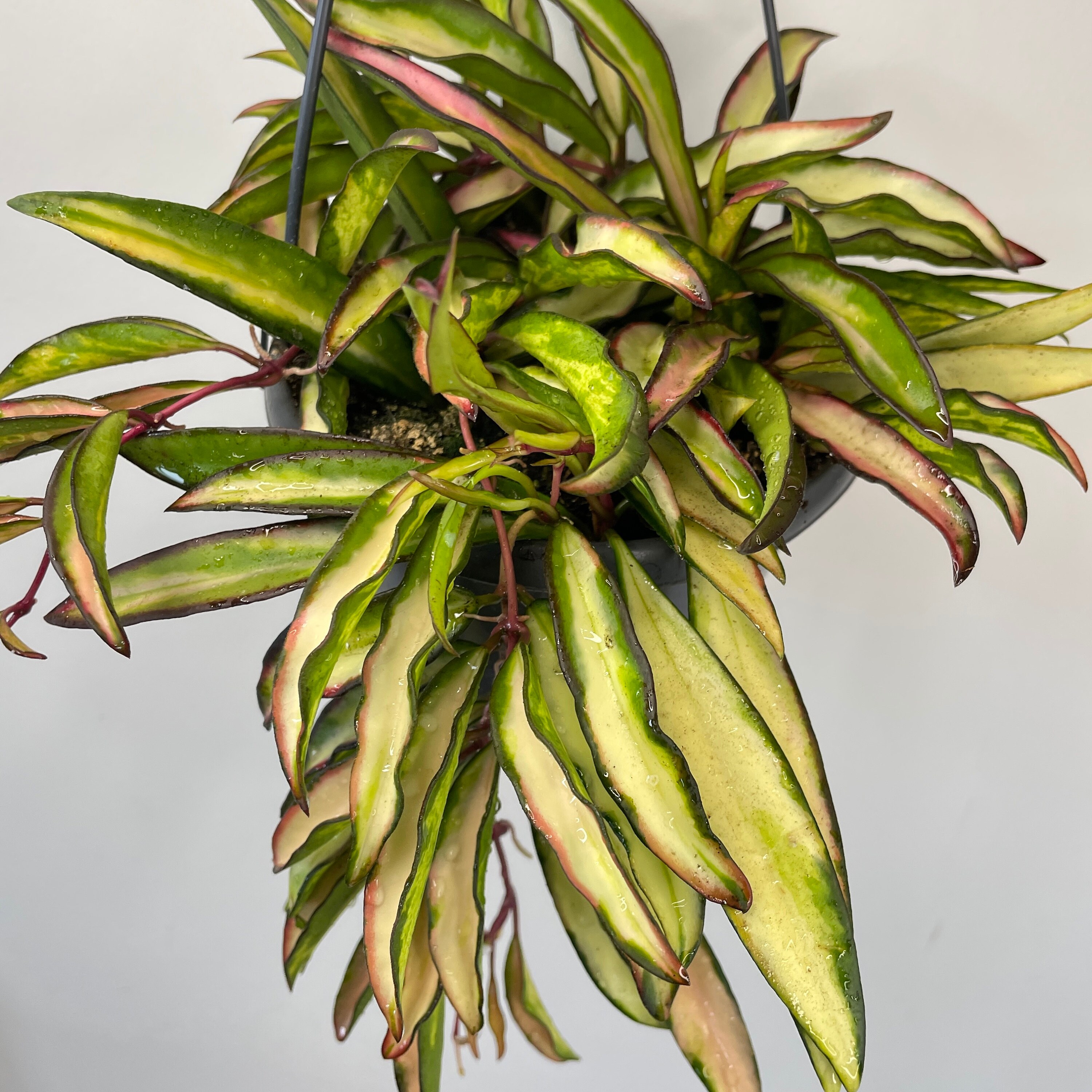 Hoya Wayetii Variegated Tricolor rare 12cm hanging pot Etsy