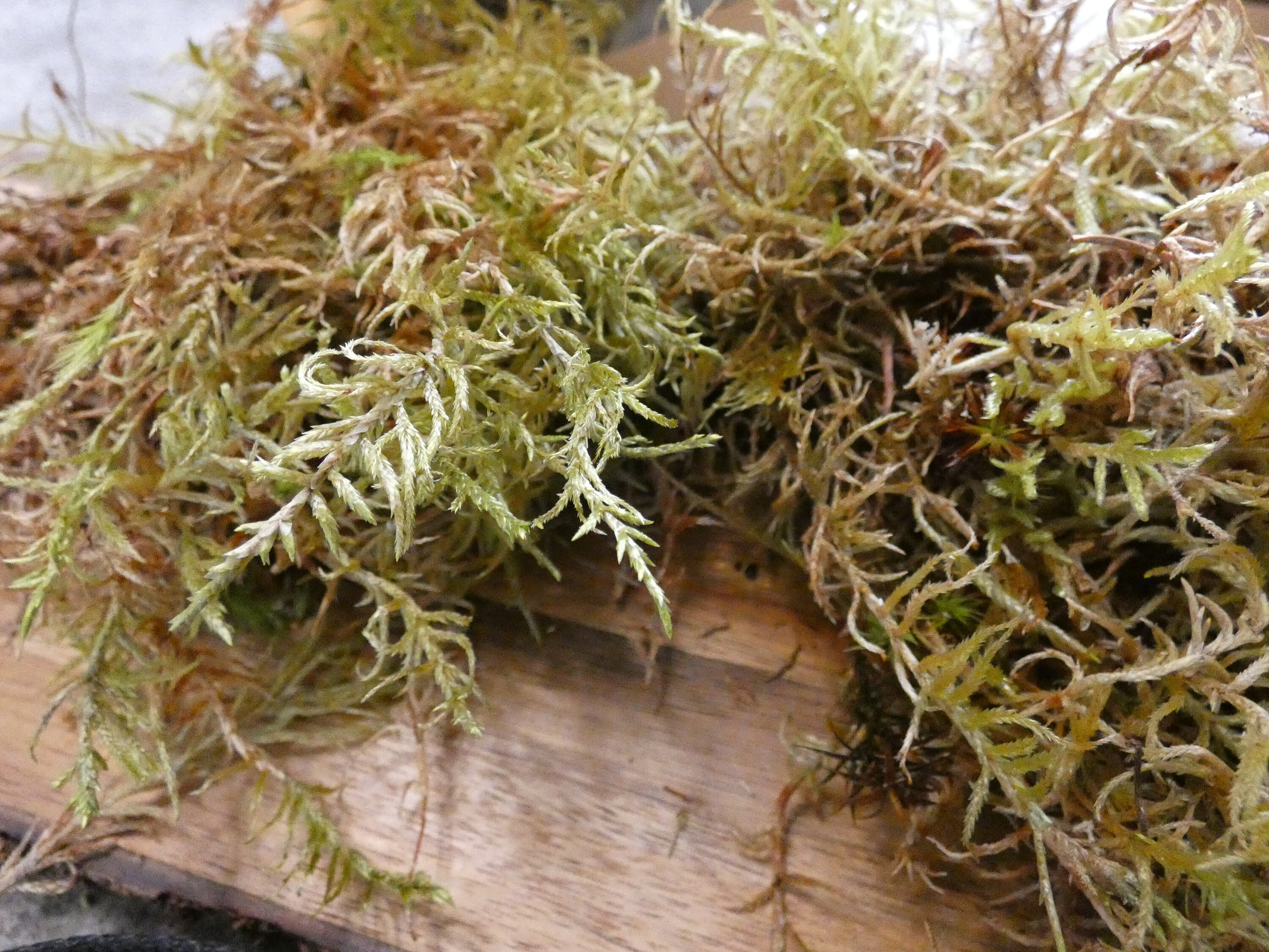 Sphagnum Moss Care Guide - Highland Moss
