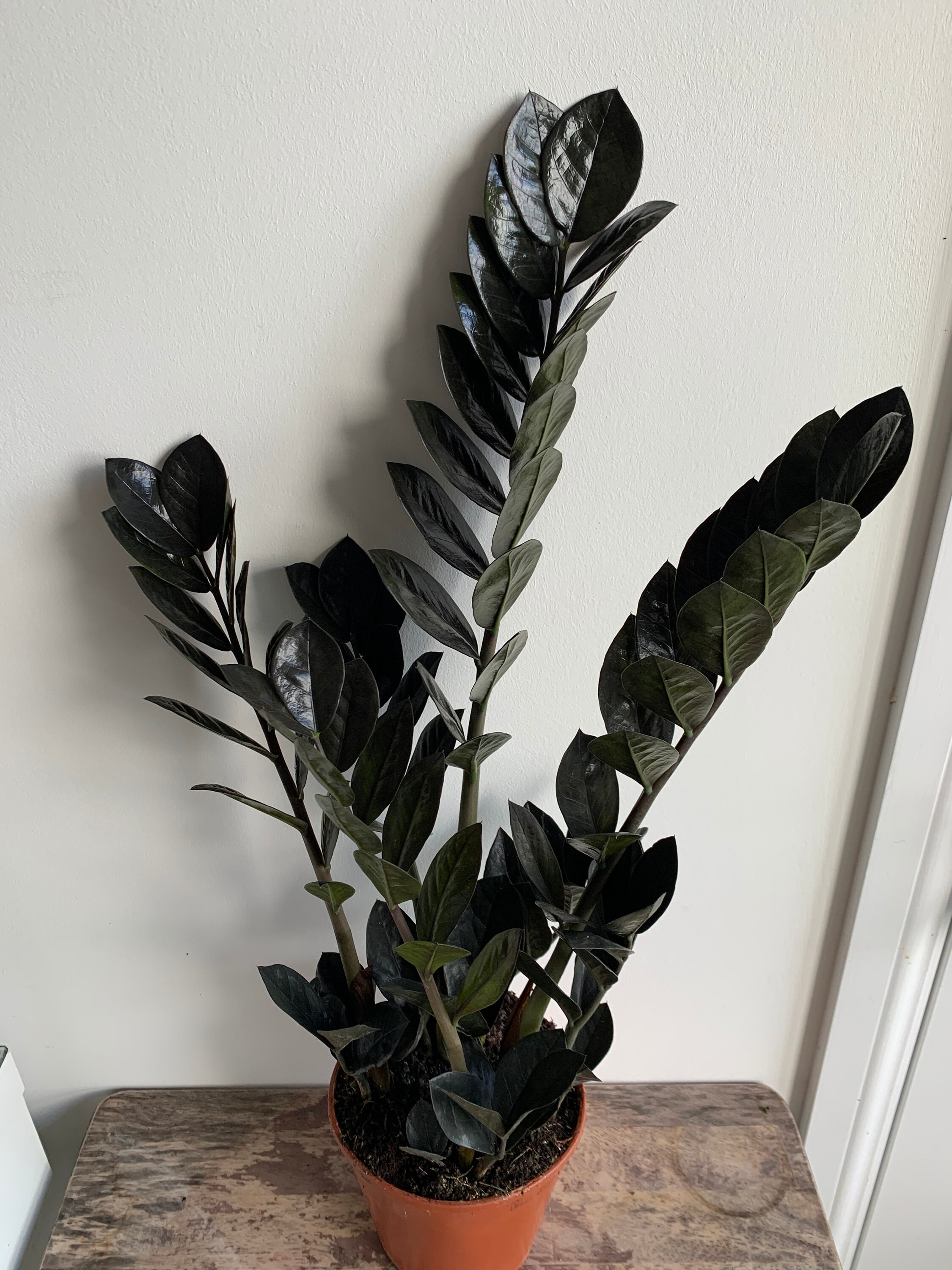 Black Raven ZZ Plant Large 14cm pot easy to look after Etsy
