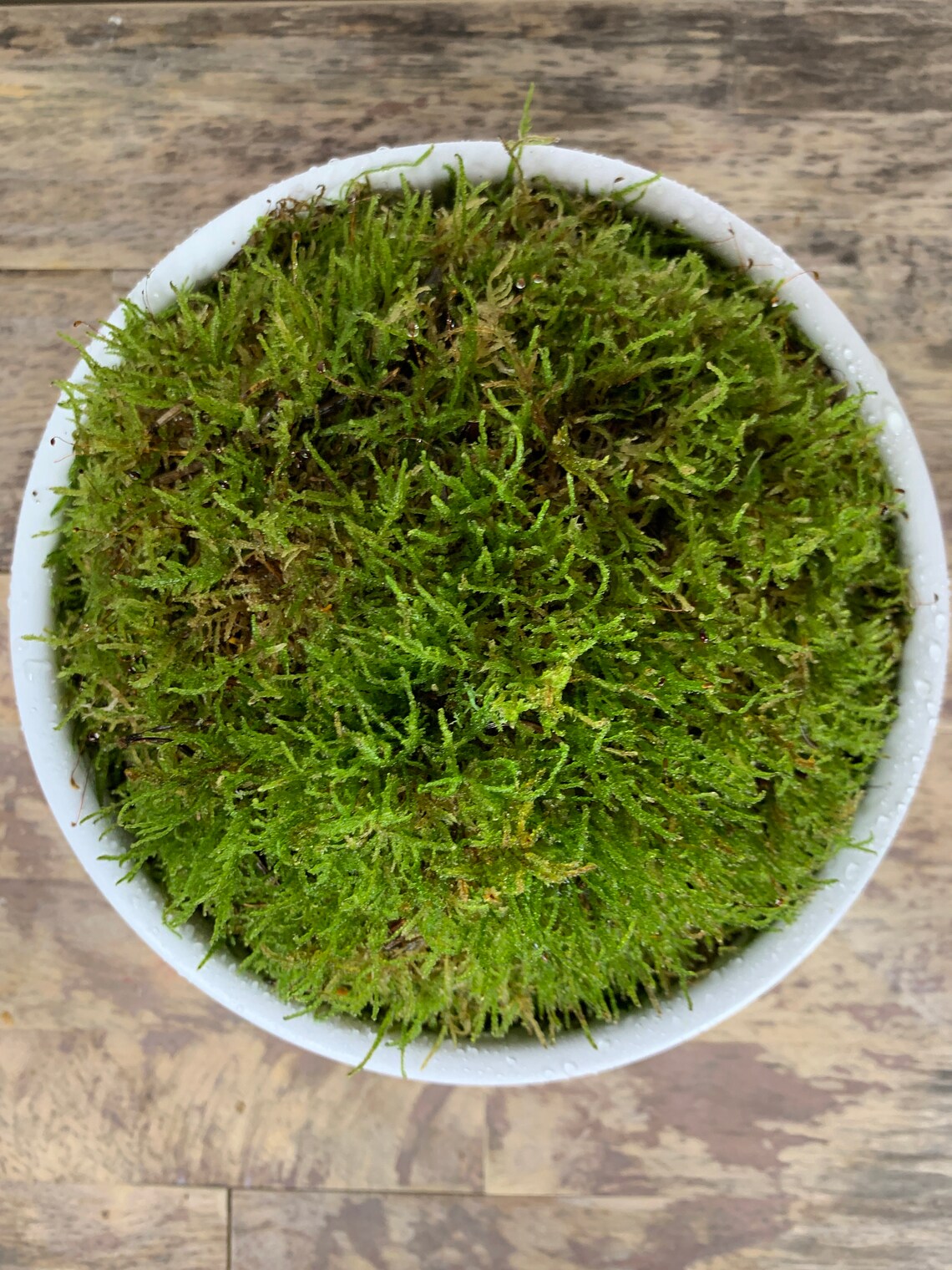 Live Moss Bowl Green Carpet Moss 19cm white bowl Etsy