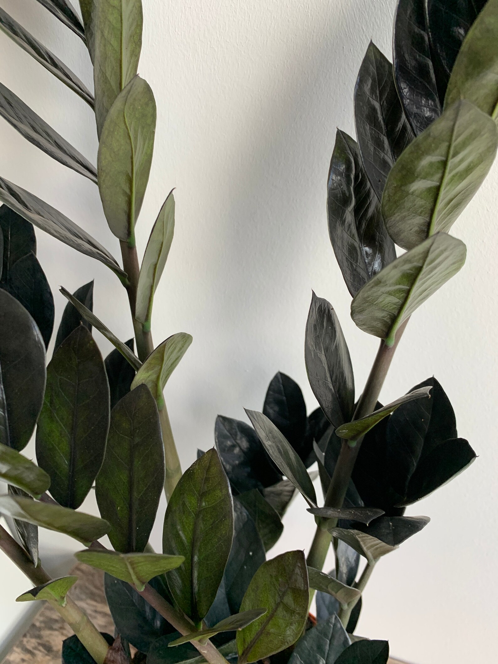 Black Raven ZZ Plant Large 14cm pot easy to look after Etsy