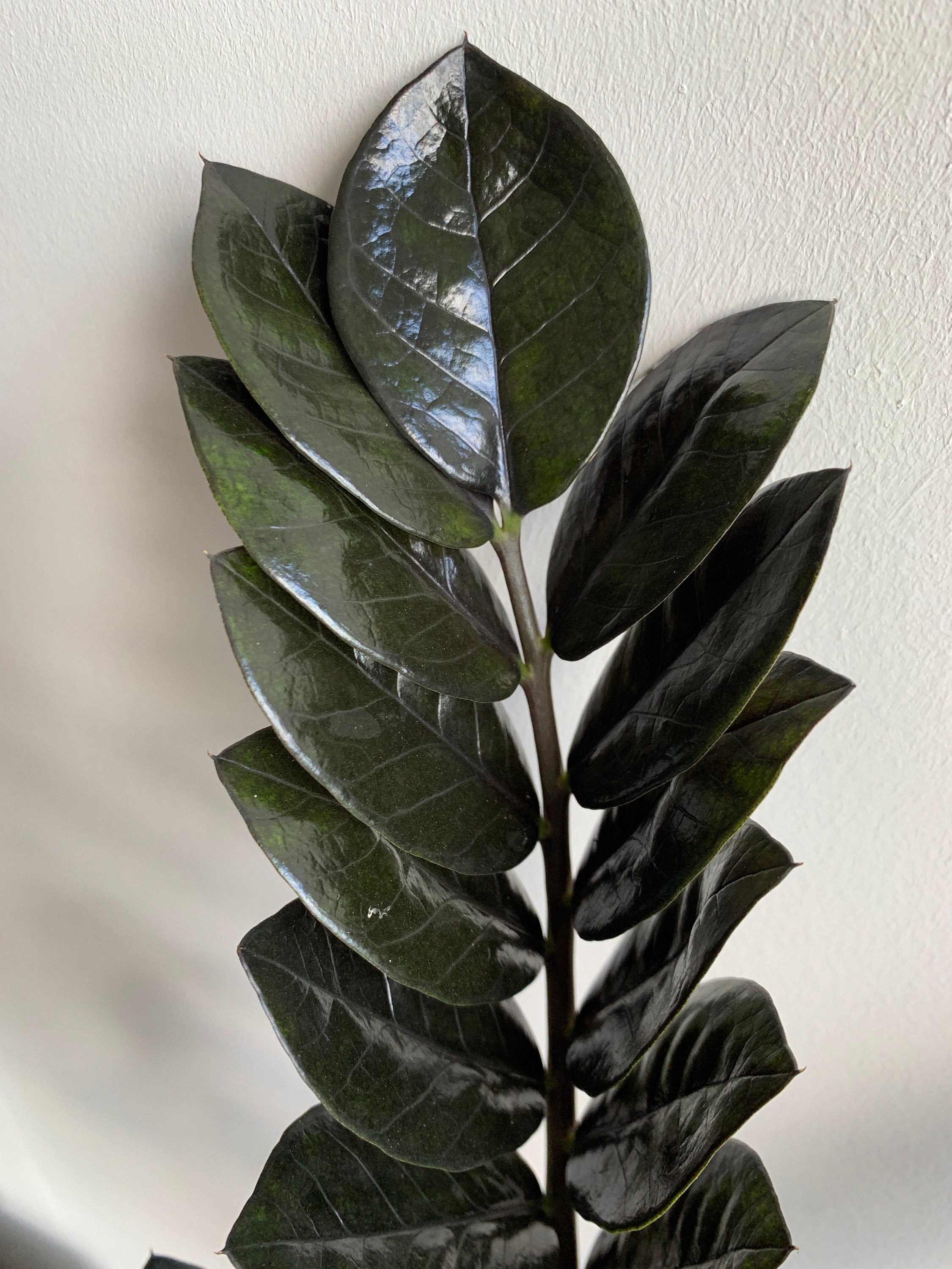 Black Raven ZZ Plant Large 14cm pot easy to look after Etsy