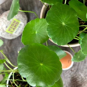 Centella Lucky Leaves House Plant | Cica, Centella Asiatica, Tiger Grass  Indoor Plant | Gotu Kola Asian Medicinal Plant - Etsy
