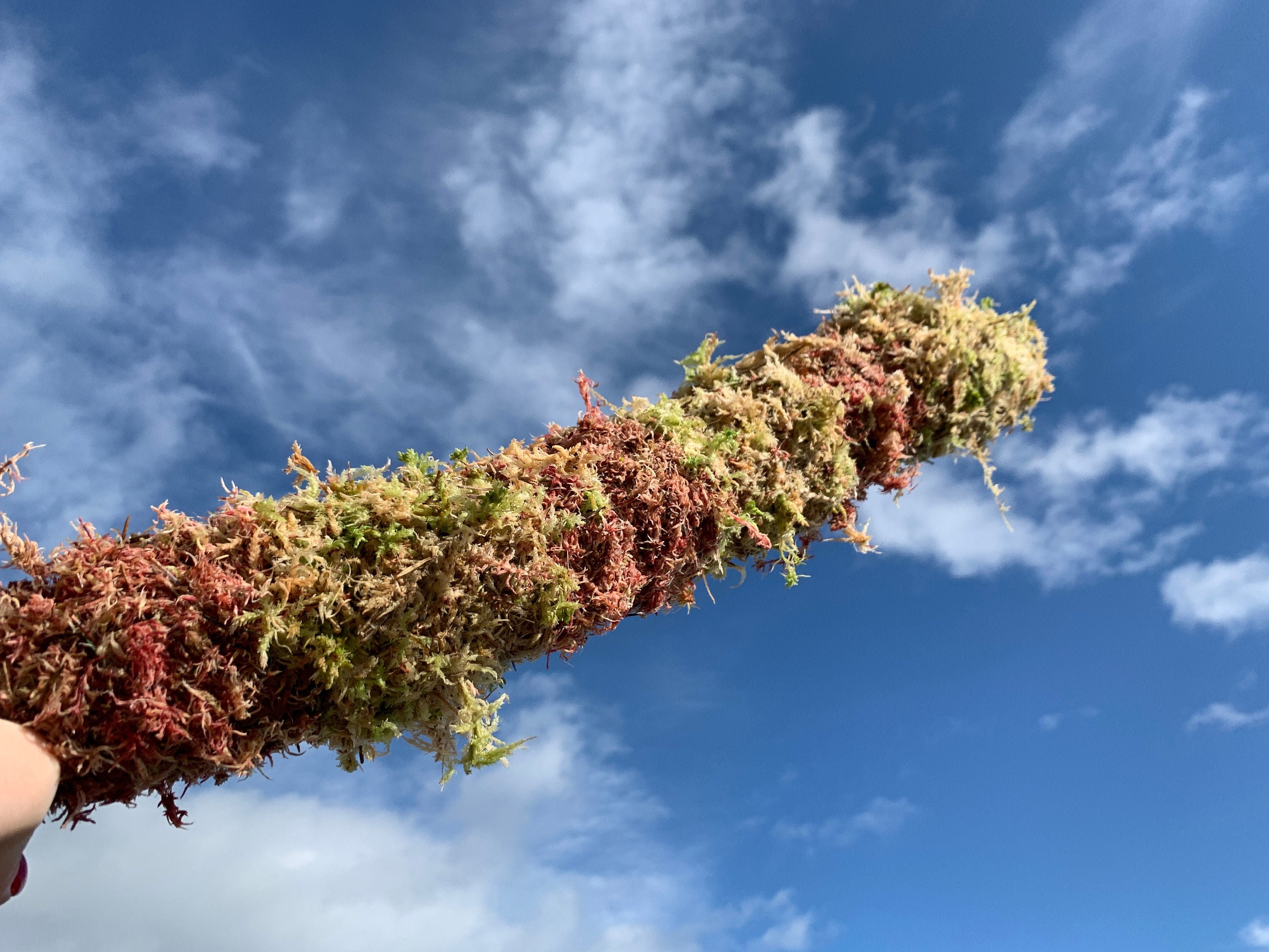 Diy Moss Pole Pvc Moss Pole Diy 7 Easy Steps To Make A Perfect One