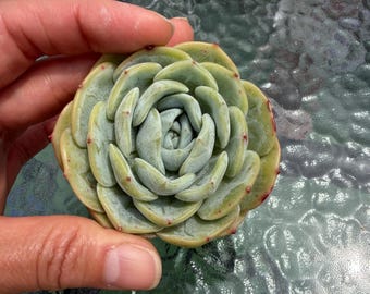 Echeveria Laurel 3” hibrido Korea succulent