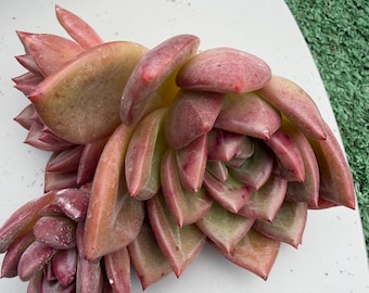 Rare Echeveria Cham 4”  two babies. Unrooted. Collector. Imported. Exact Plant.