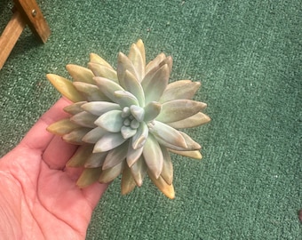 graptosedum francesco Baldi Succulent  Plant