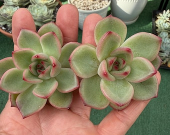 Rare Echeveria Herson 2” Exact Plant