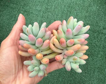 Sedum Pachyphyllum 2” Exact plant (unrooted)