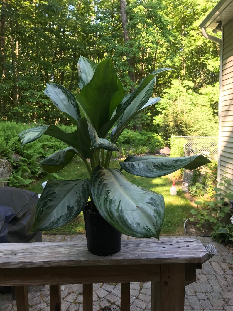 Very large Aglaonema Silver Bay Chinese Evergreen ships | Etsy