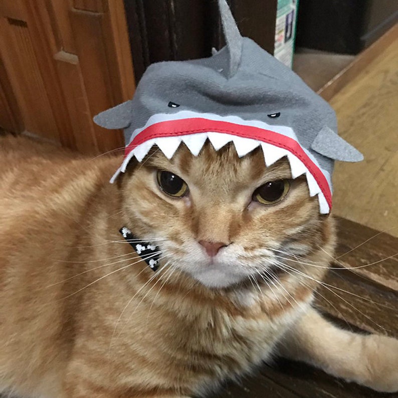 Kitan Club Cat Cap Gachapon Aquarium Series Etsy