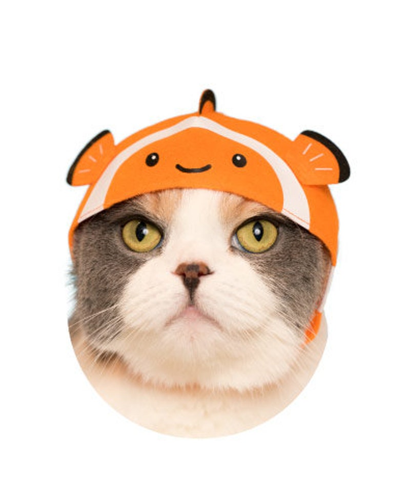Cap cat видео. Гасяпон котики. кот с аквариумом на голове. кошка в пилотке. cap cat профессиональный редактор.