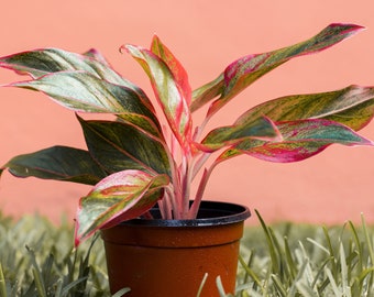 Siam Aurora Chinese Evergreen Plant - Aglaonema, Live Plant, 6" Pot, Outdoor/Indoor Plant, Beautiful Colors,  Flowers, Garden, Plant