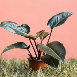 Philodendron Red Congo, Rojo Congo, 6 inch Pot, Live Plant, Indoor Air Purifier 24-27 in tall