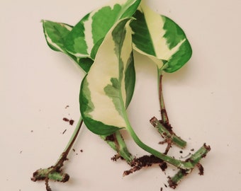 Pothos N'Joy, Epipremnum Aureum N-Joy, NJoy, Pothos, Pothos Rooted Cuttings, Bare root