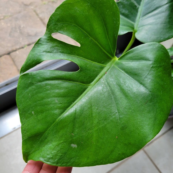 Monstera Deliciosa, Split Leaf Plant, 6" pot