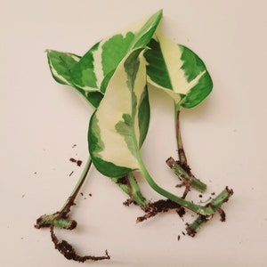 Pothos N&#39;Joy, Epipremnum Aureum N-Joy, NJoy, Pothos, Pothos Rooted Cuttings