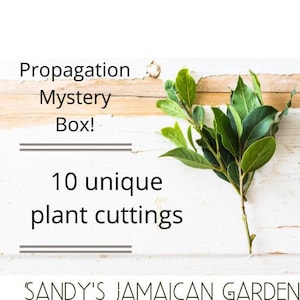 Mystery Box of Plant Cuttings, Tropical Plant Cuttings, Plant Clippings, Plant Cuttings for Propagation, Cuttings, Clippings, Leaves, Plants