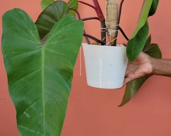 large golden pothos 6” Large Trailing Golden Pothos Epipremnum Aureum – Emerald Houseplants main image 0