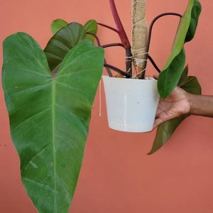 philodendron gloriosum varieties Philodendron Gloriosum Variegated – TerraFlora Global main image 1