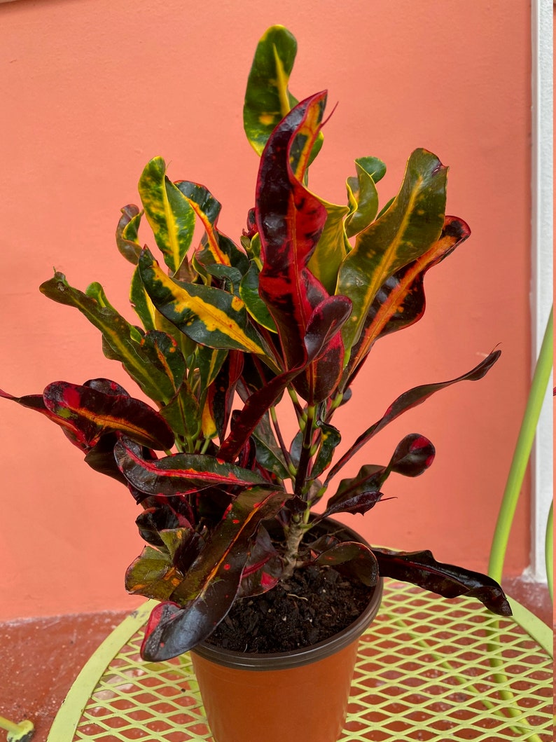 Mammy Croton Live Plant 6 Pot Outdoor/Indoor Air Etsy