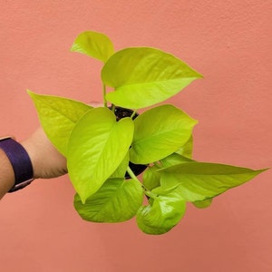 Neon Pothos 6" live plant, Epipremnum aureum ‘Neon’