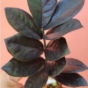 May include: A close-up of a dark green plant with several leaves. The leaves are long and narrow, with a pointed tip. The plant is growing in a pot, but the pot is not visible in the image.