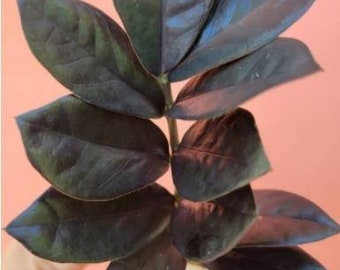 Black ZZ, Rooted Stem - Zamioculcas Zamiifolia, bare root