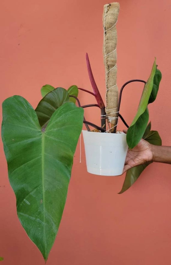 dieffenbachia tropic snow plant Dieffenbachia 'Tropic Snow'