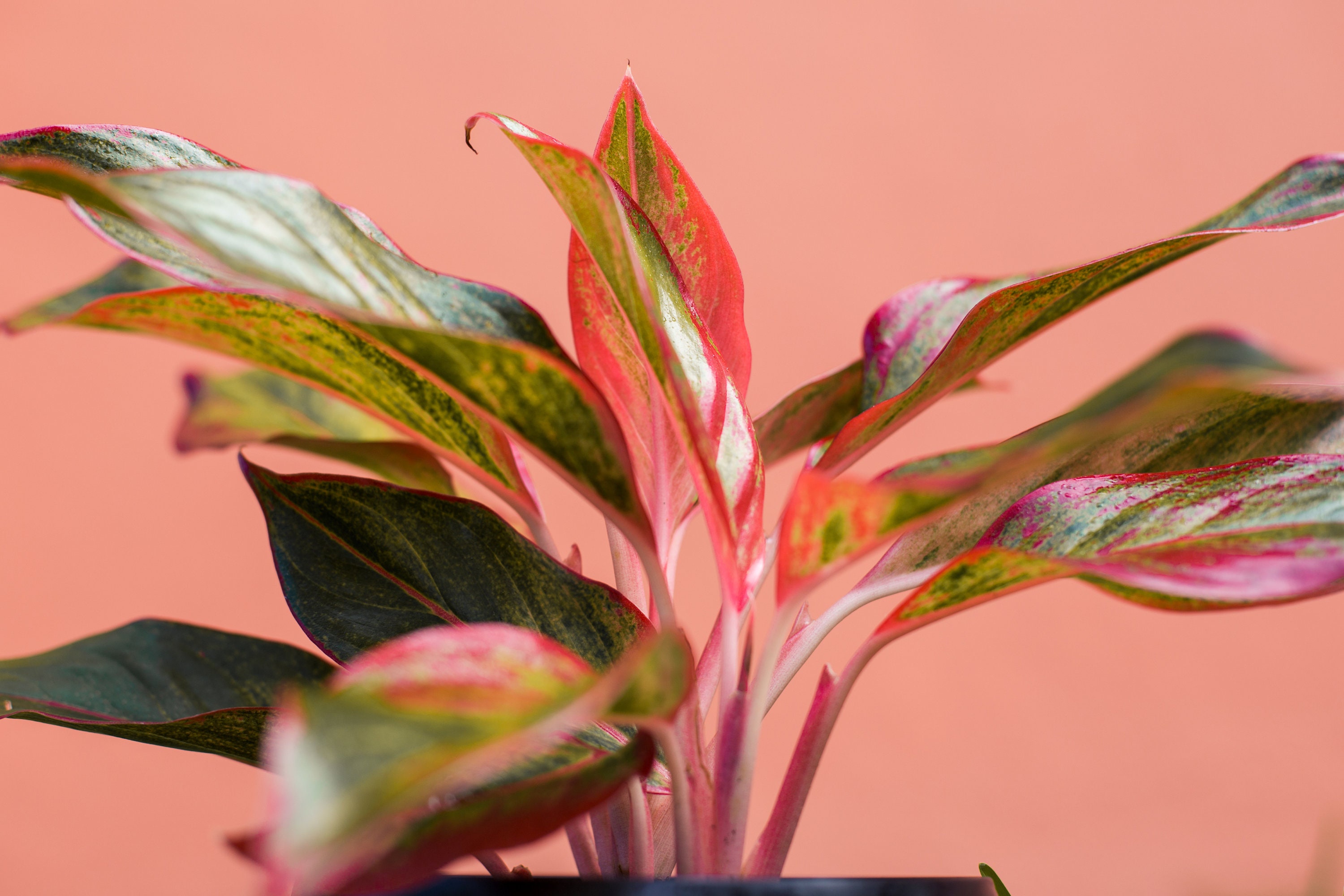 Siam Aurora Chinese Evergreen Plant