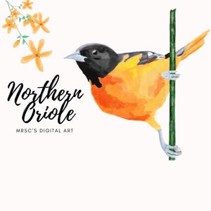 Watercolor Northern Oriole Bird, Orange and Black Bird. Bird clipart