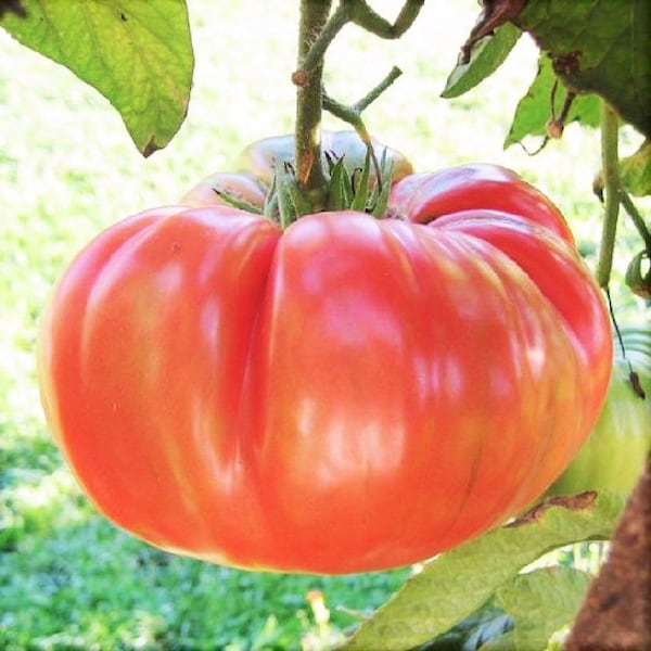 Henderson's Pink Ponderosa Tomato Seeds | Indeterminate Large Beefsteak Tomatoes Non GMO Heirloom Fruit Seed For 2024 Season Fast Shipping