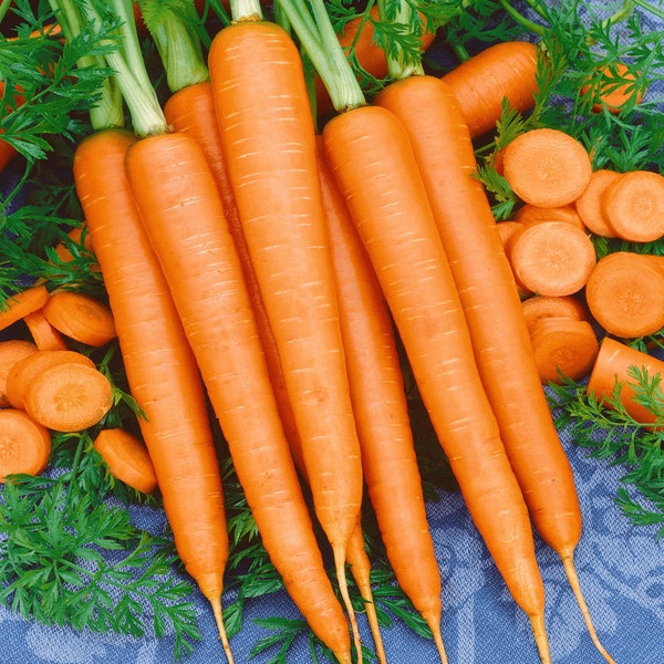 Tendersweet Carrot Seeds | NonGMO Heirloom Fall Garden Root Vegetable Tender Sweet Danvers Orange Carrots Seed For 2024 Season Fast Shipping