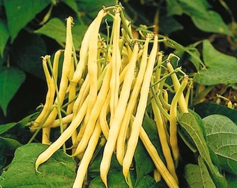 Golden Wax Yellow Wax Bean Seeds | Non GMO Heirloom High Yielding Green Stringless Beans Garden Vegetable Seed For 2024 Season Fast Shipping