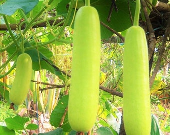 Bottle Gourd Seeds | Non GMO Lauki Dudhi Calabash Long Melon Indian Upo Kaddu Opo Squash Asian Vegetable Seed For 2024 Season Fast Shipping