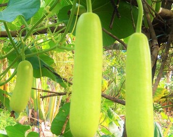 Bule Blister Gourd Seeds Fresh Seed FREE SHIPPING!!!!! Gourd Seed