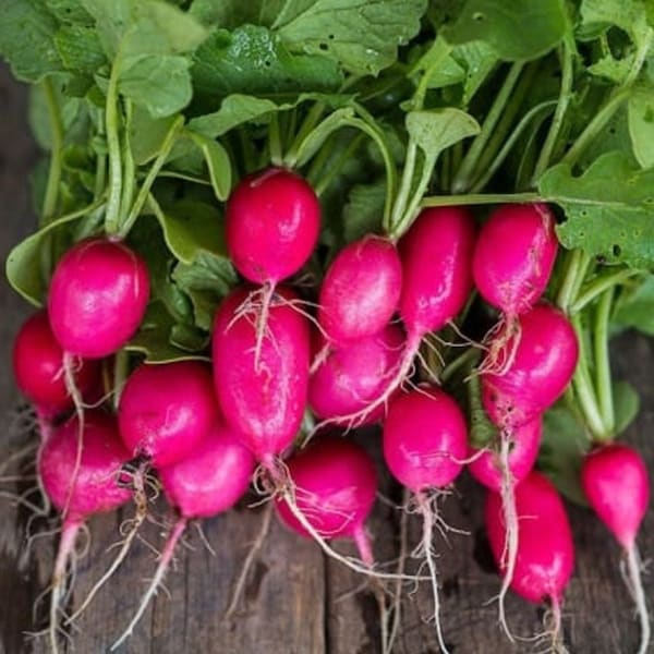 Lady Slipper Radish Seeds | Raphanus sativus Long Red Pink Radishes French Breakfast Red Daikon Root Vegetable Seed For 2024 Fast Shipping