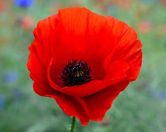 American Legion Poppy Seeds | Red Corn Poppies Flanders Remembrance Day Drought Tolerant USA Garden Flower Seed 2024 Season Fast Shipping