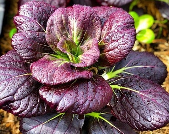 Lila Lady Bok Choy Samen | Pak Choi Lila Blätter Grüner Stiel Pok Choy Asiatische Gemüsemagie Chinakohlsamen 2024 Saison Schneller Versand