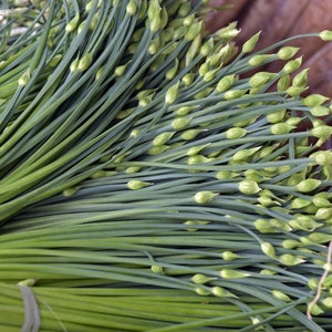 Chinesischer Knoblauch-Schnittlauch Samen | Jiuchai USA Staudenkräuter Blumengrüne Zwiebel Frühlingszwiebel asiatischer Schnittlauch Lauchsamen Für die Saison 2024 Schneller Versand