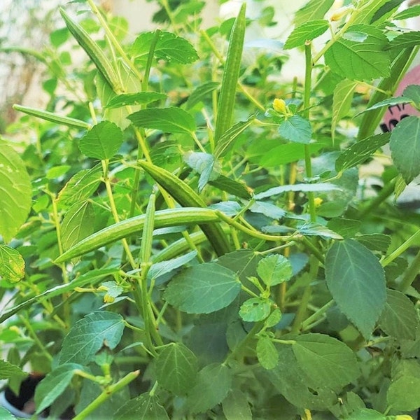 Graines Molokhia (Épinard d'Égypte) | Corchorus Olitorius Jute Mauve Nalta Rau Saluyot Graines de légumes africains arabes Saison 2024