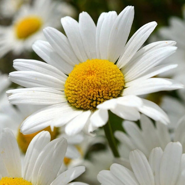 Shasta Daisy Flower Seeds | USA Garden Perennial Susan Sunflower Sun White Summer Yellow Seed for Non GMO Heirloom 2024 Season Fast Shipping