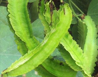 Winged Bean Seeds | Dragon Horned Four Angled Asparagus Goa Beans Sigarilyas Chathura Payar Đậu Rồng Shikaku Mame Urizun 2024 Fast Shipping