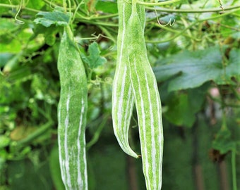 Buag Ngu Snake Gourd Seeds | Chichinda Padwal White Green Luffa Squash Bitter Melon Asian Vegetable Seed For 2024 Season Fast Shipping