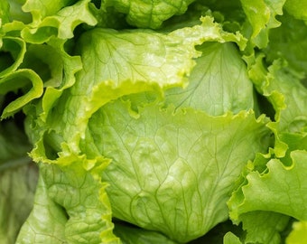 Eisbergsalat Samen | Non GMO Erbstück Salat Knusper Grün Blatt Spinat Romaine USA Garten Gemüsesamen Für 2024 Schneller Versand