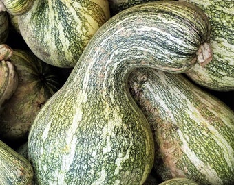 Green Striped Cushaw Seeds | Southern Kershaw Pumpkin Winter Squash Gourd Silver Garden Vegetable Seed Non GMO For 2023 Season Fast Shipping