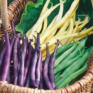 3 Colors Mix Bean Seeds Mardi Gras Blend Purple Yellow image 1
