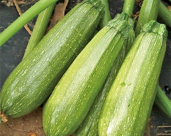 Grey Zucchini Seeds | Mexican Gray Summer Squash Kousa Calabacita Courgette Marrow Harakun New Vegetable Seed Fresh For 2024 Fast Shipping