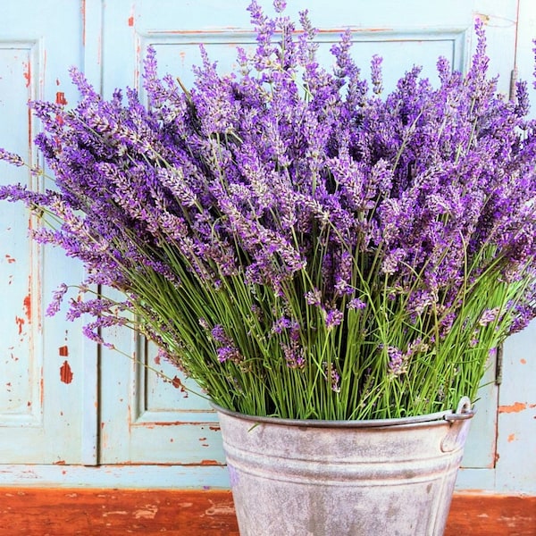 Vera Lavendel Samen | Süße englische mehrjährige Blume lila Aromatherapie entspannender Kräutergarten nicht GMO Heirloom-Samen für 2024 schneller Versand